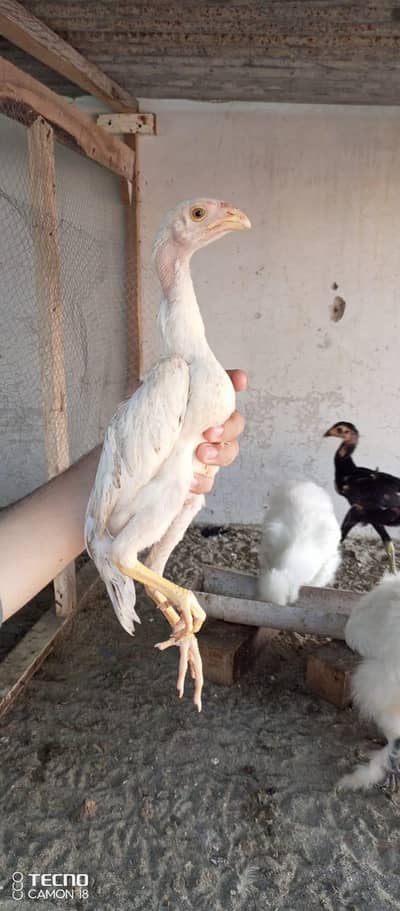 o shamo chicks and 2 black muskha patha available