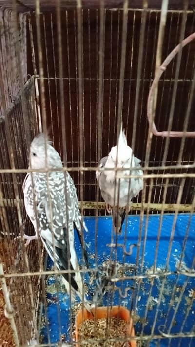 White Face & Pearl Cockatiel Breeding Pair