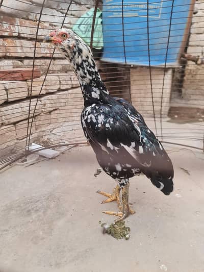 pure miawali galvi madi mazboot jor for sale multan
