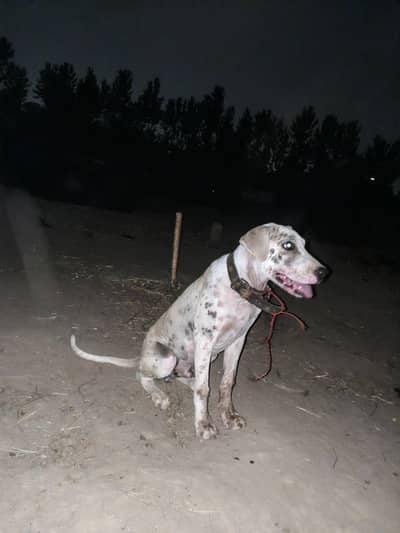 Bully+Gultair mix hein what's app 03404142299