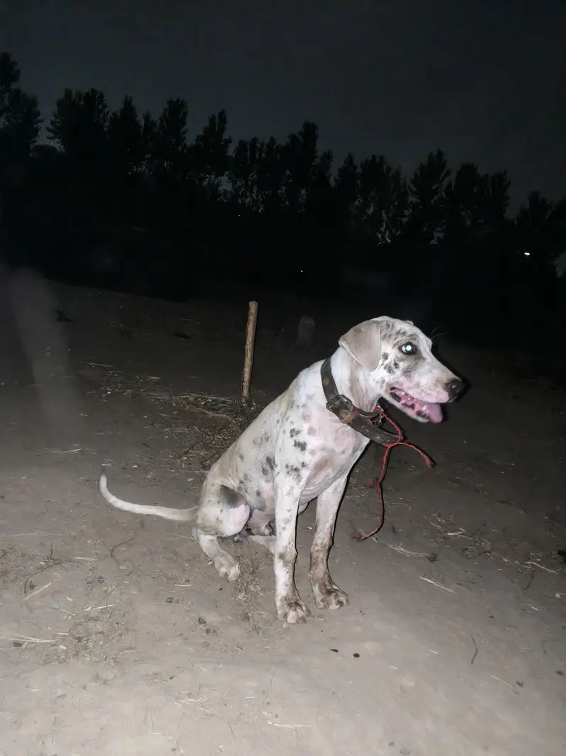 Bully+Gultair mix hein what's app 03404142299
