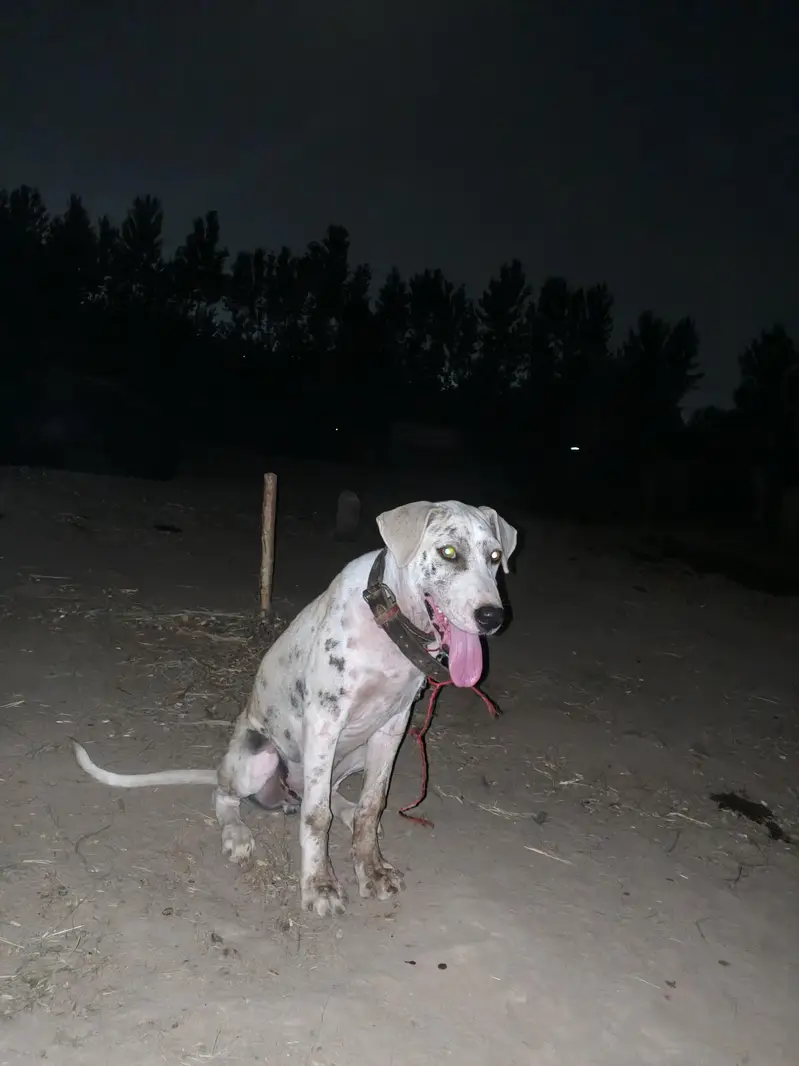 Bully+Gultair mix hein what's app 03404142299 — photo 2