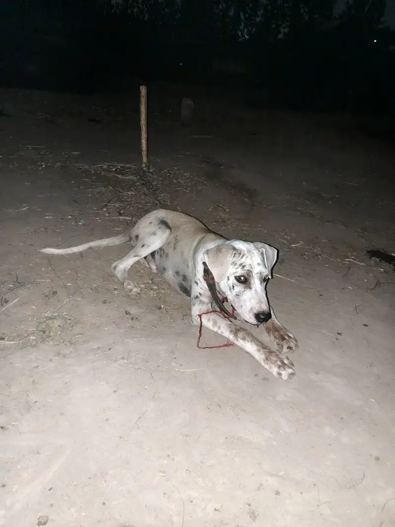 Bully+Gultair mix hein what's app 03404142299 — photo 3