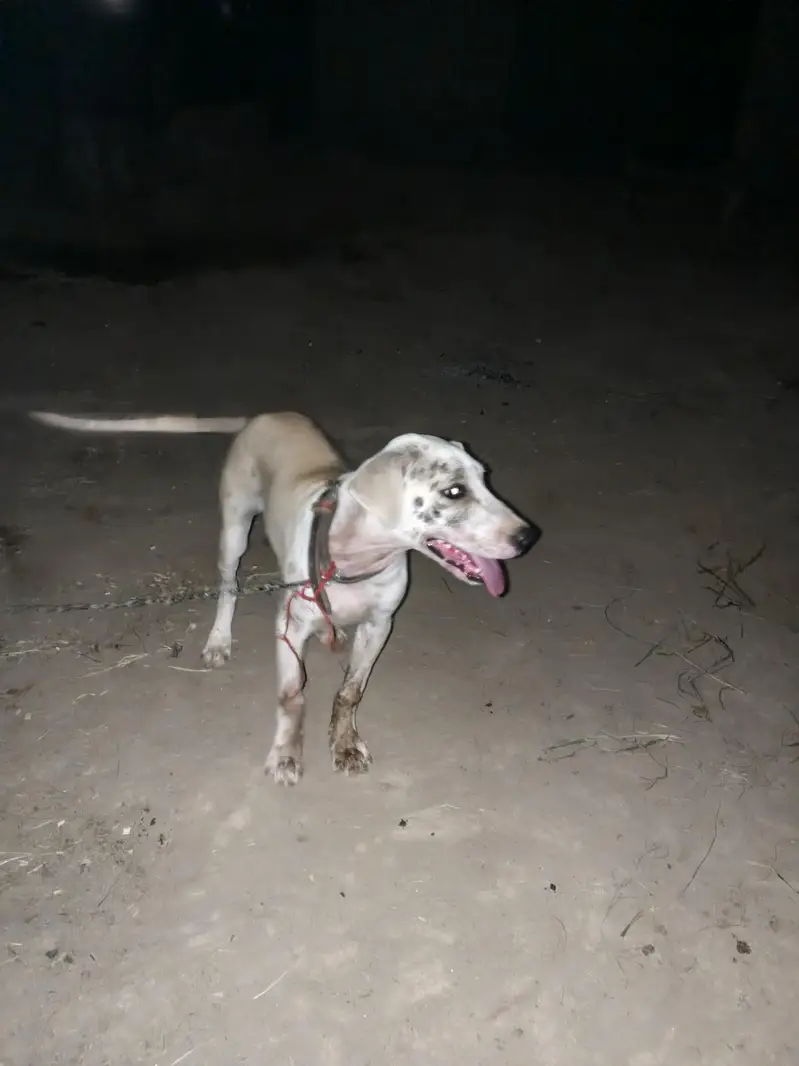 Bully+Gultair mix hein what's app 03404142299 — photo 4