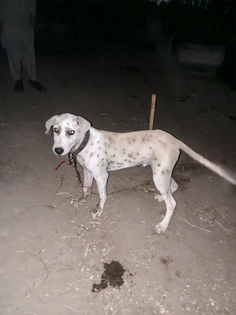 Bully+Gultair mix hein what's app 03404142299 — photo 5