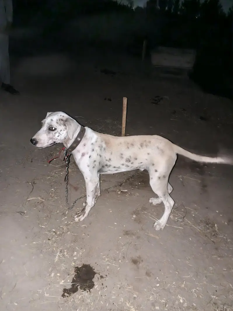 Bully+Gultair mix hein what's app 03404142299 — photo 6