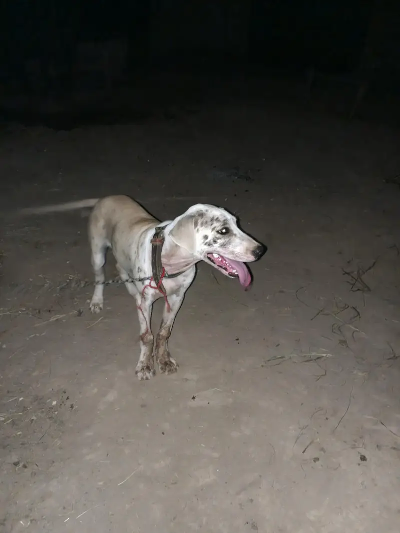 Bully+Gultair mix hein what's app 03404142299 — photo 7