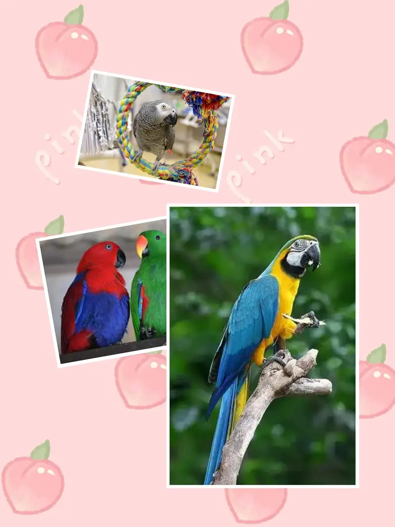 macaw #macow #electus #eclectus #gray #grey #gery #gary #chicks #birds