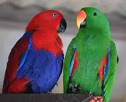 macaw #macow #electus #eclectus #gray #grey #gery #gary #chicks #birds — photo 2