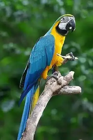 macaw #macow #electus #eclectus #gray #grey #gery #gary #chicks #birds — photo 3
