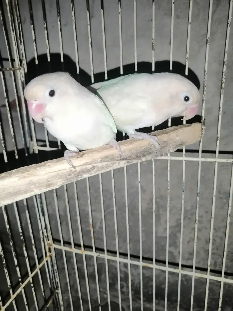 سفید لوبرڈ — photo 2