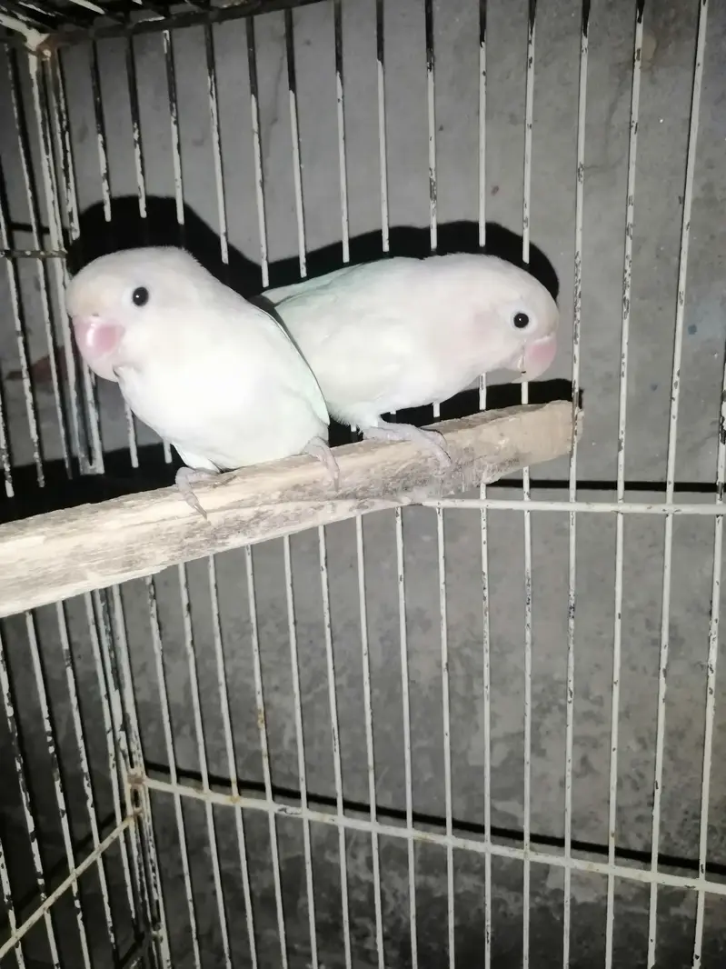 سفید لوبرڈ — photo 3