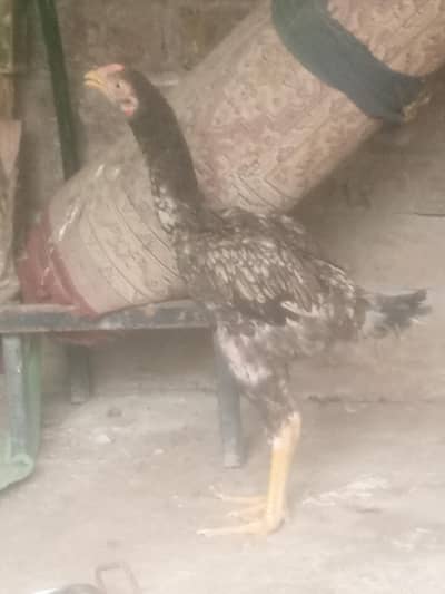 aseel chicks