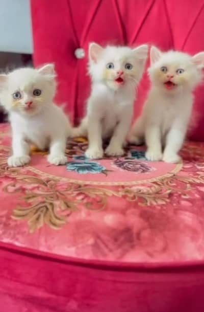 Beautiful Punch kitten for sell