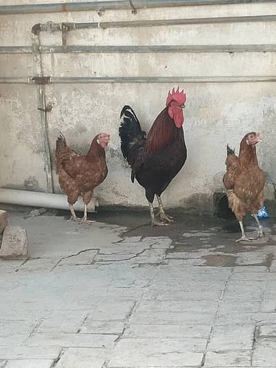 Hens For sale