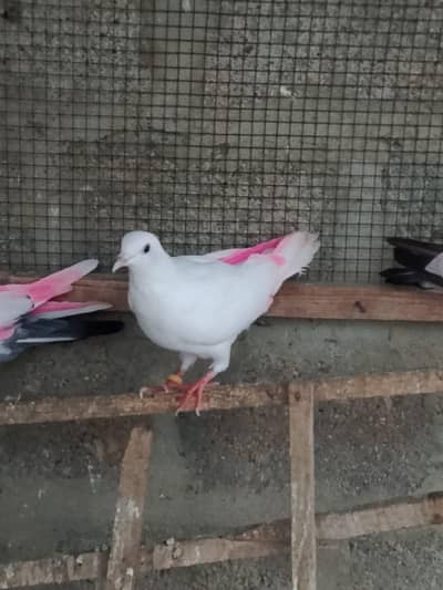 Highflyer & Pati waly pigeon
