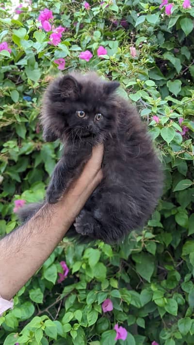 Persian kitten Black beauty