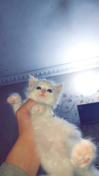 kittens for sale