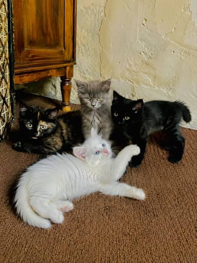 Kittens