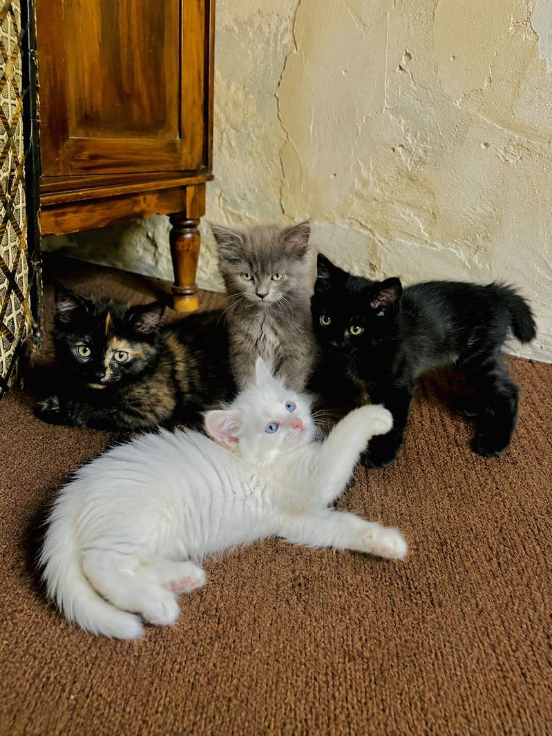 Kittens 0