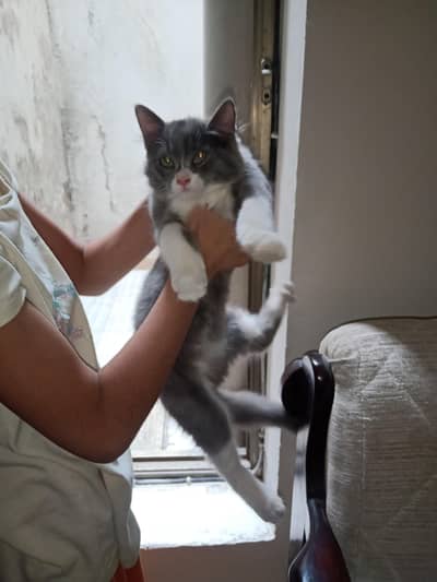 Persian Puff face Male Available