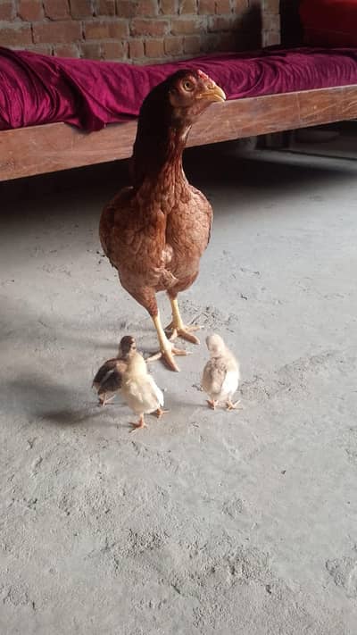 Pure aseel hen with 3 chicks for sale price 4800