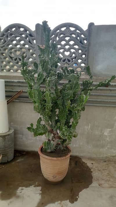 Cactus 01
