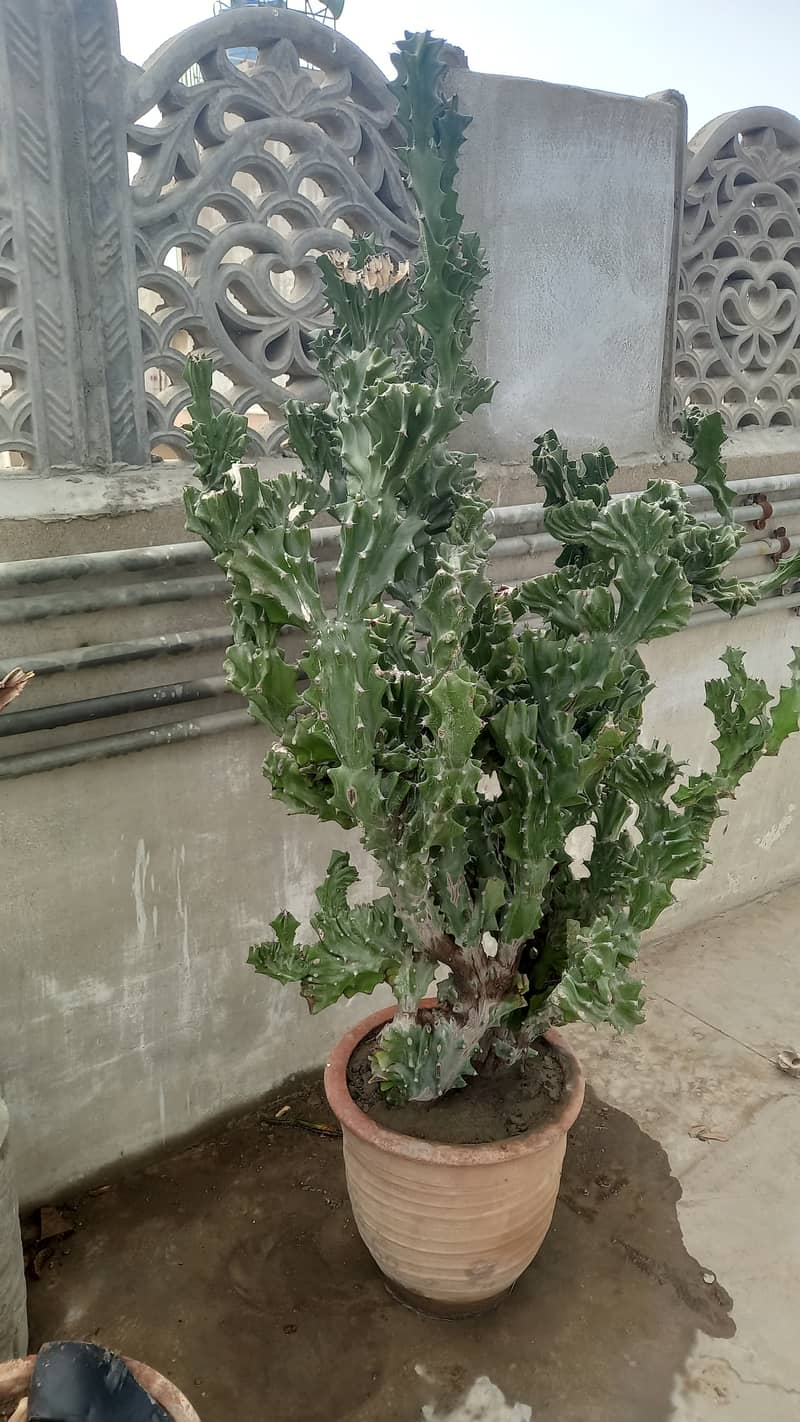 Cactus 01 1