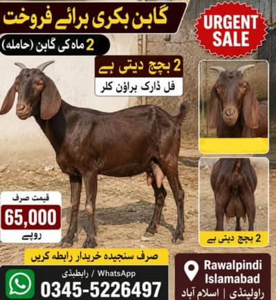 Bakri 2 months gaban urgent for sale