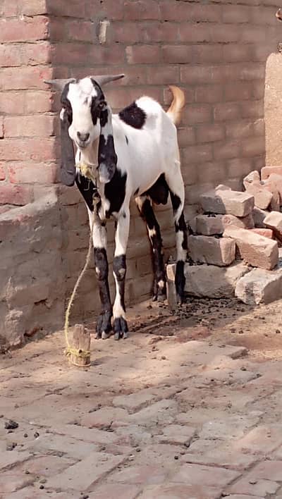 Desi dogla bakra