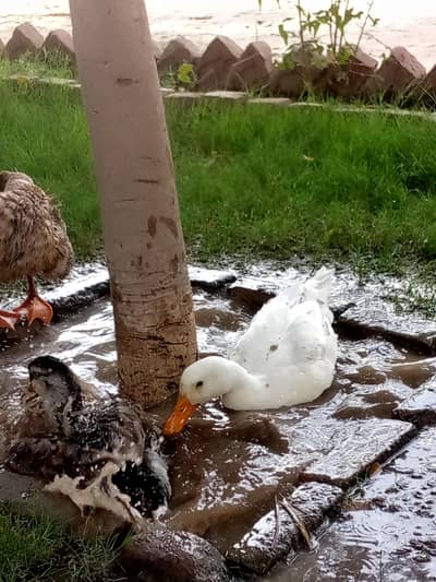 3 Healthy Ducks for sale (2 male 1 female)