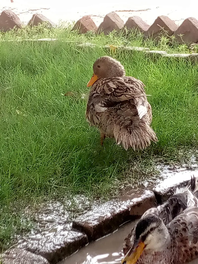 3 Healthy Ducks for sale (2 male 1 female) — photo 2