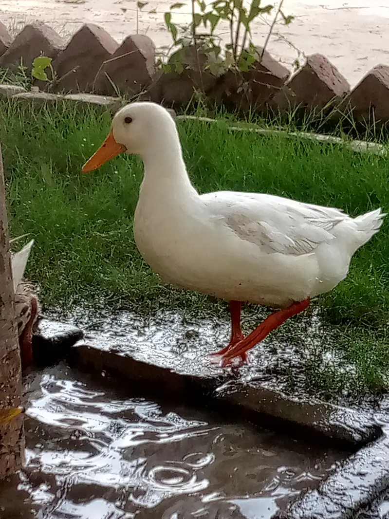 3 Healthy Ducks for sale (2 male 1 female) — photo 3