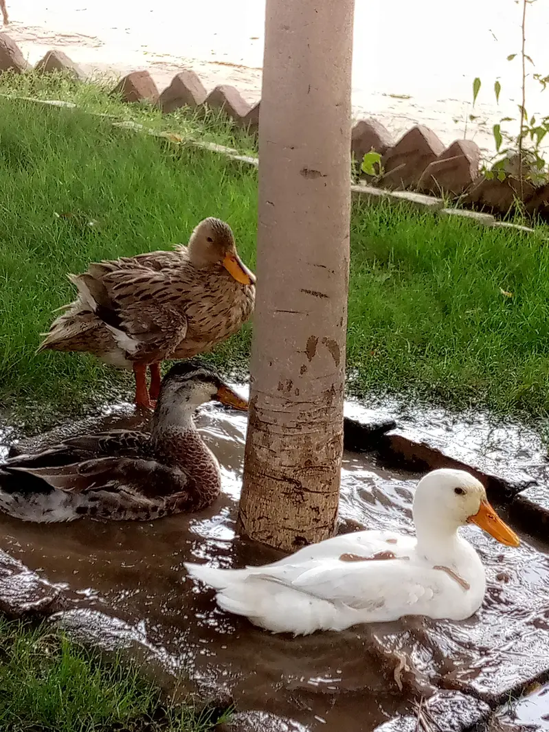3 Healthy Ducks for sale (2 male 1 female) — photo 4