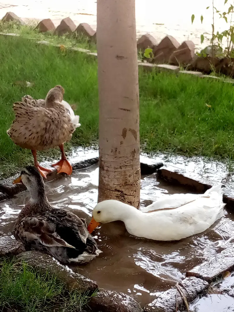 3 Healthy Ducks for sale (2 male 1 female) — photo 5