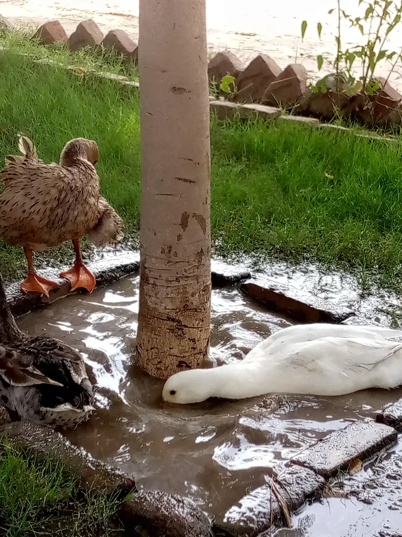 3 Healthy Ducks for sale (2 male 1 female) — photo 6