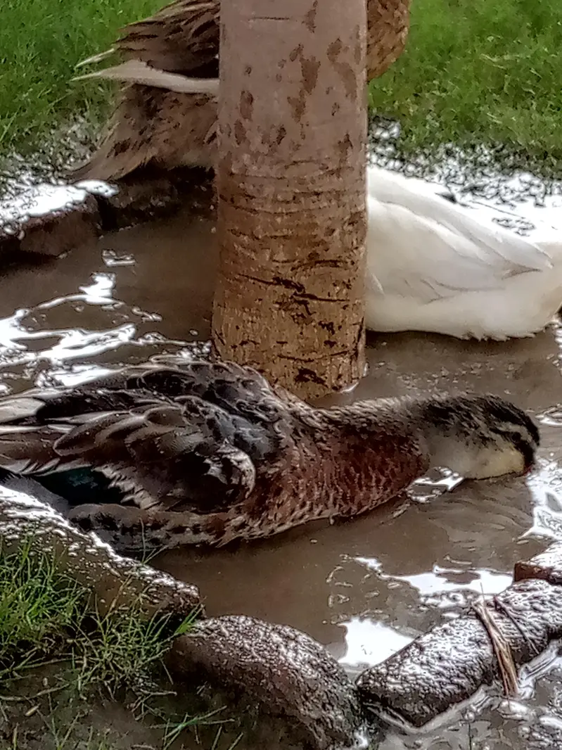 3 Healthy Ducks for sale (2 male 1 female) — photo 7