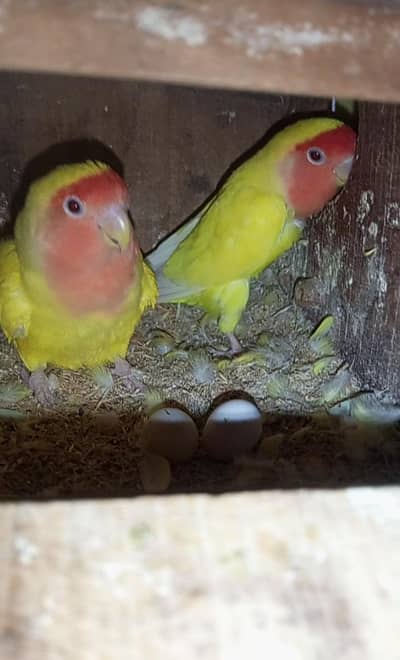 love birds lutino