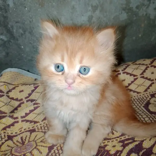 Persian cat for sale male female vaccine ke liye 0329=26=63=231= — photo 2