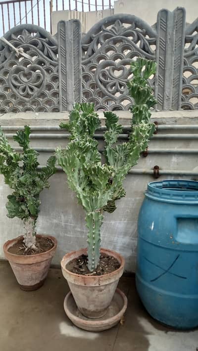 Cactus 02