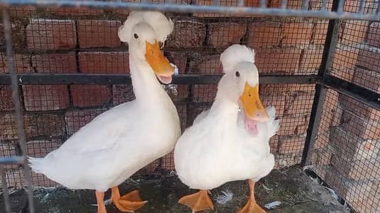crusted breedr pair 03164350590
