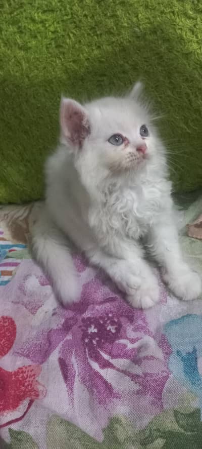 Persian cat blue eyes