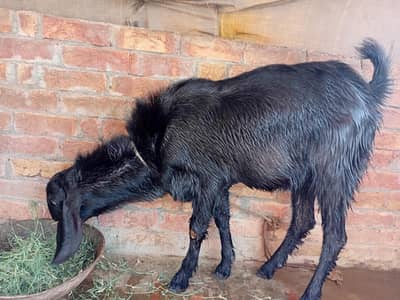 bakra