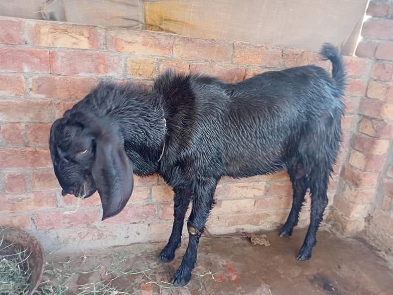 bakra 1