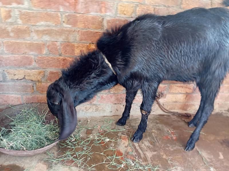 bakra 2