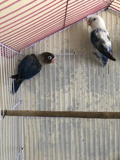 Love birds