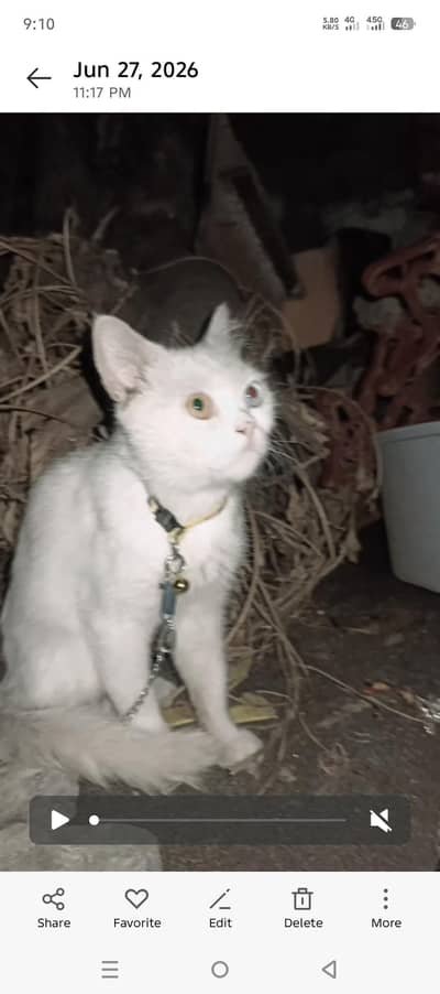full white cat