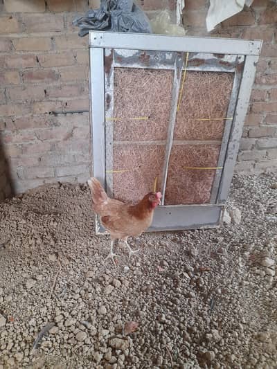 Healthy Desi Murgi for Sale | Good Condition |anda deti hai