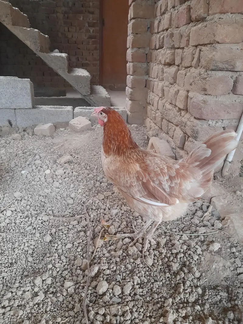 Healthy Desi Murgi for Sale | Good Condition |anda deti hai — photo 2
