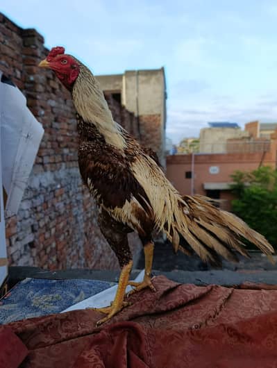 Aseel birds for sale